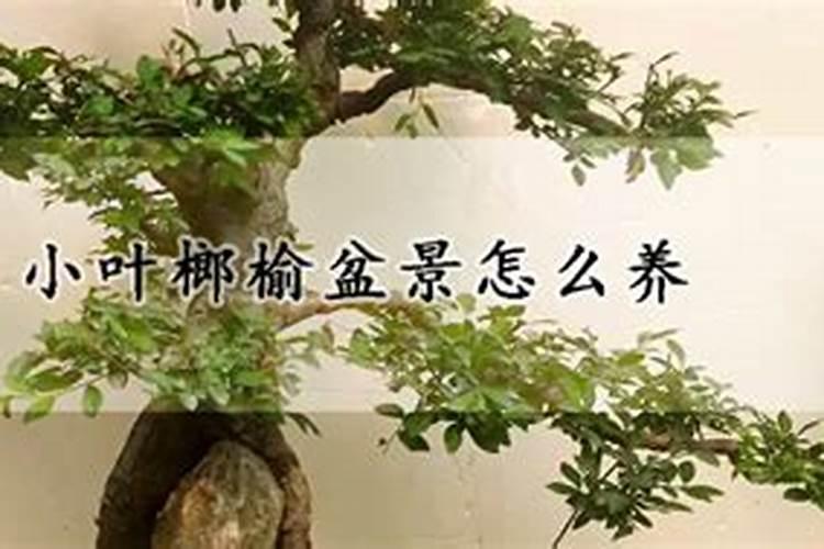 小叶榔榆一年能长多粗