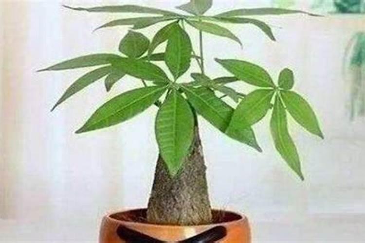 水溶肥后多久能浇水