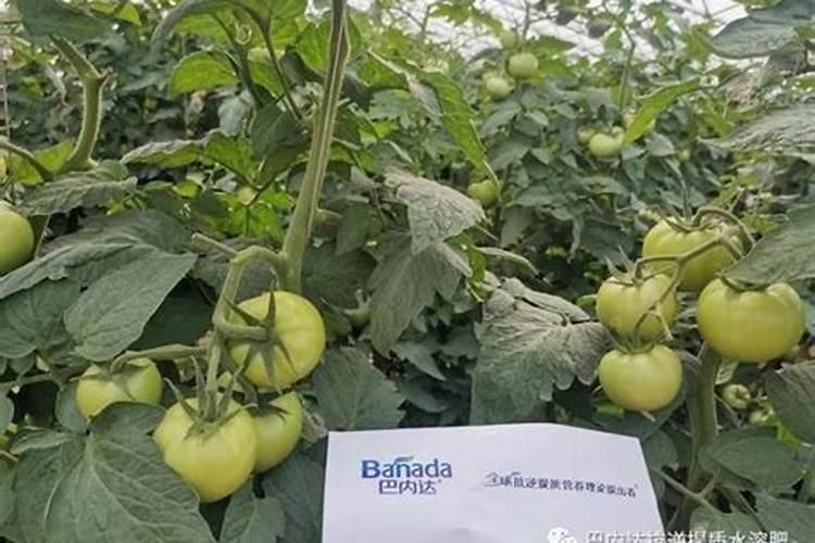 西红柿底肥最佳配方