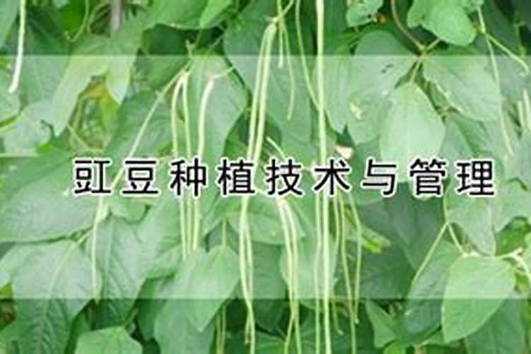 豇豆的高产施肥方法 豇豆养殖需要注意什么