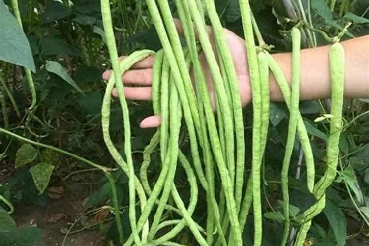 豇豆施肥的正确方法