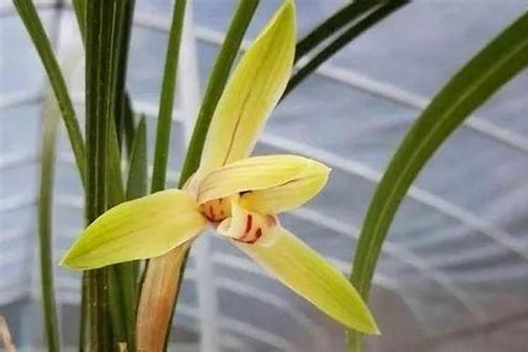 浇花时用花肥如何掌握1比1000又如何计量？
