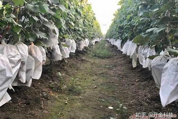 柑橘挂果用什么钙肥比较好？