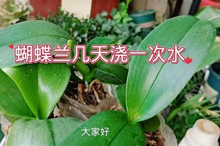 蝴蝶兰有了花苞后是否可以喷磷酸二氢钾 蝴蝶兰花朵凋谢后怎么养护管理...