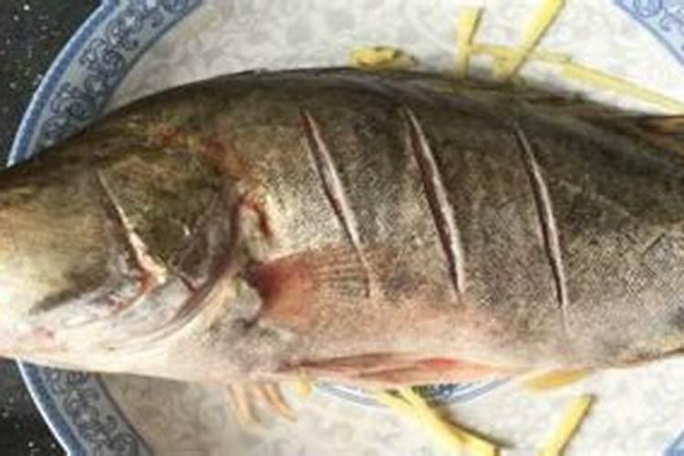 鱼塘里的水盐度4—5度可以养桂鱼吗？
