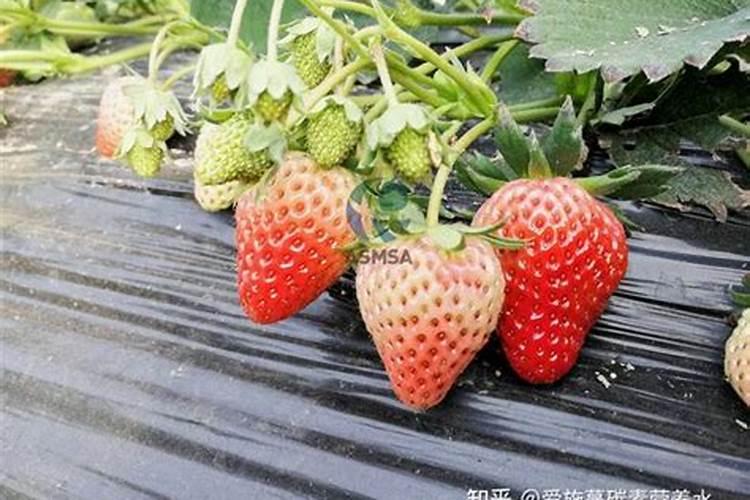 种草莓要施什么肥料才长出又大又甜的果实？