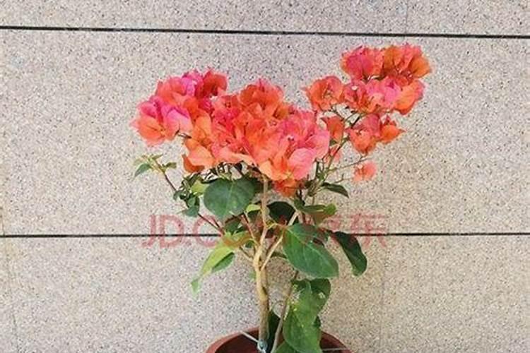 三角梅如何催花,,正确的施肥方法
