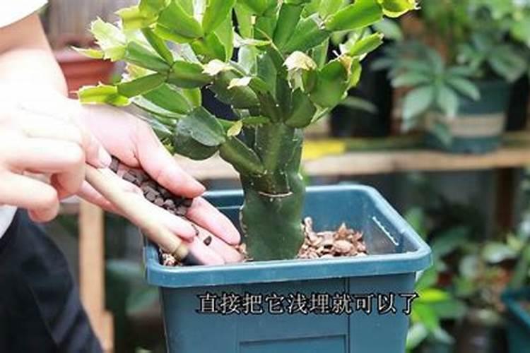 硫酸钾肥料适合种什么