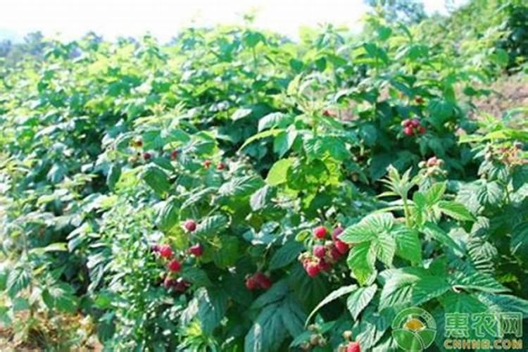 农村满山遍野生长的树莓,人工怎么种植？泡酒有什么功效？