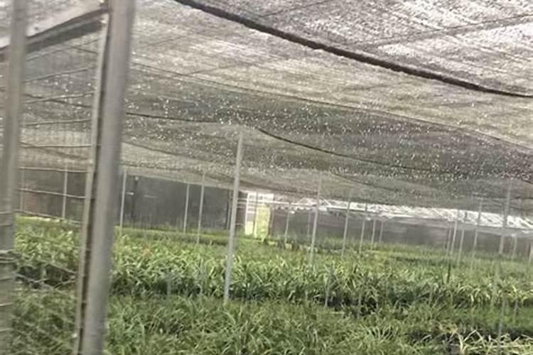 硅肥和钙肥能不能一起用