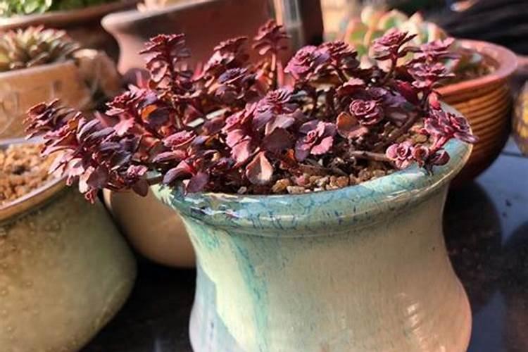 黄瓜施啥水溶肥？作用及用法