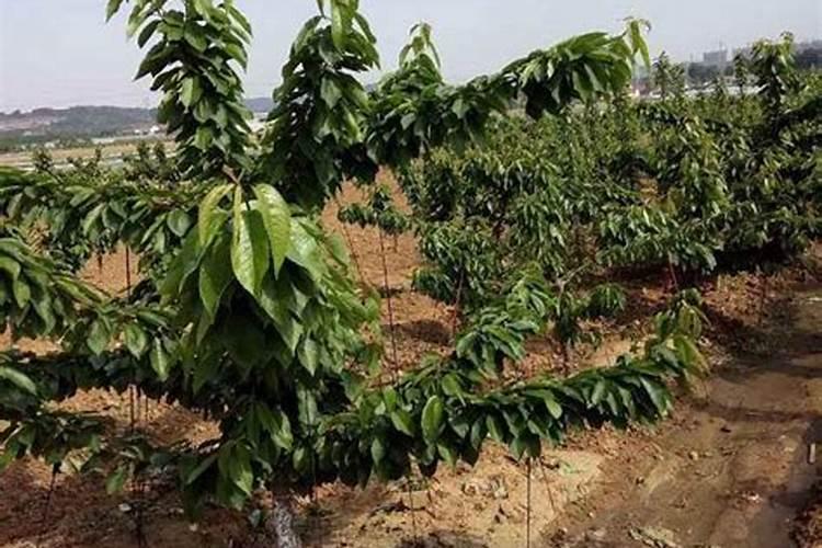 樱桃树施什么肥好