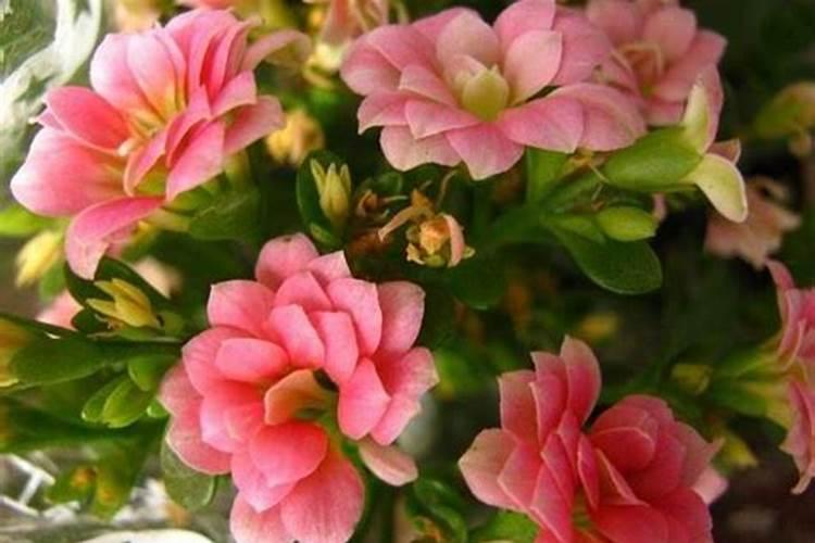 长寿花夏天怎么养施什么肥