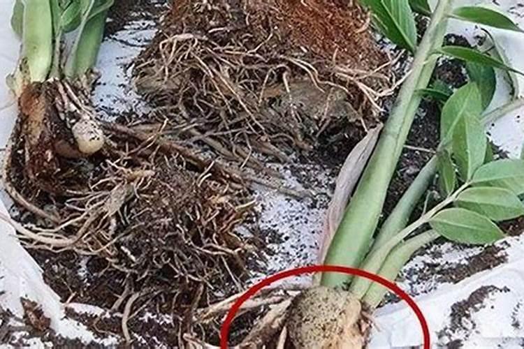 大樱桃大树移栽要点