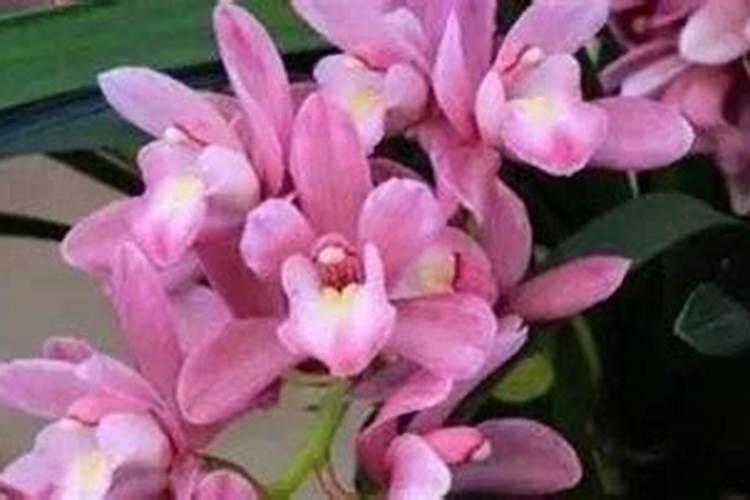 兰花喷叶面肥和浇水需要注意些什么