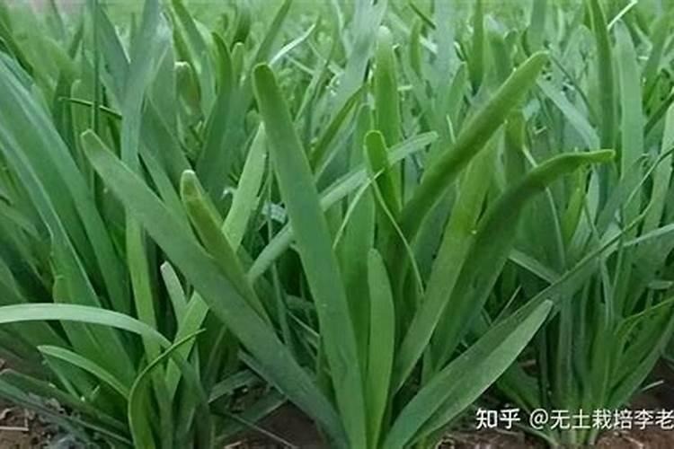 韭菜可以施尿素吗