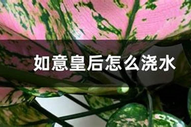 新买的如意皇后怎么养