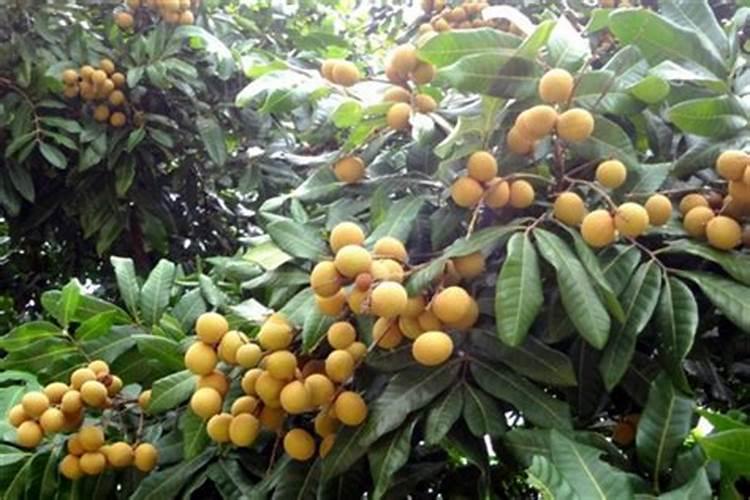 龙眼树养树时候用什么肥对后期催花容易？