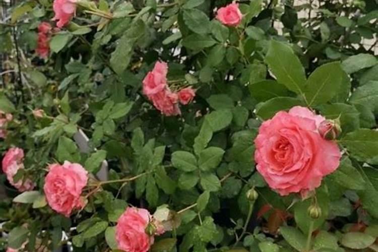 果树花期补硼、花后补钙,补错了果子当然长不好