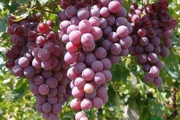 葡萄使用叶面肥怎么用