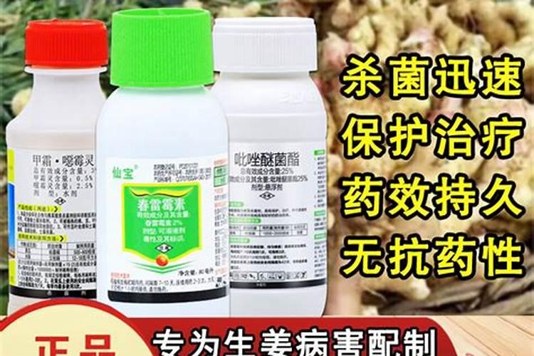 生姜姜瘟病是什么症状 生姜病害防治方法