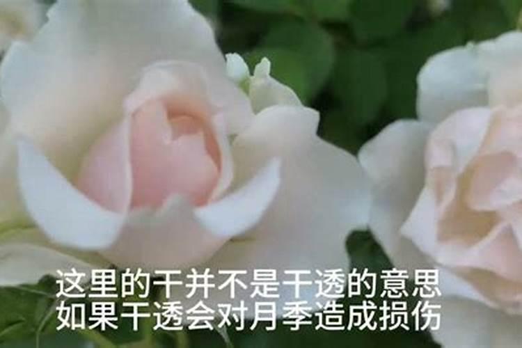 月季最好的肥料是哪种