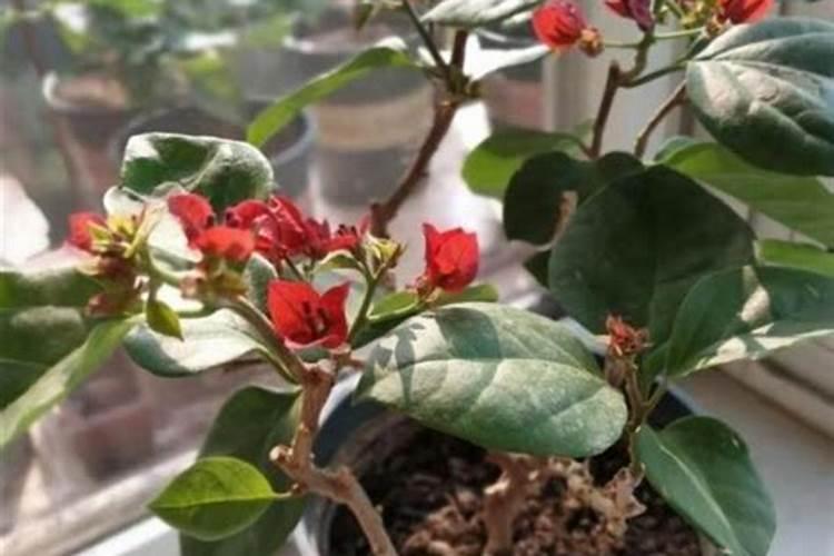 三角梅施肥过多叶子都掉了怎么办