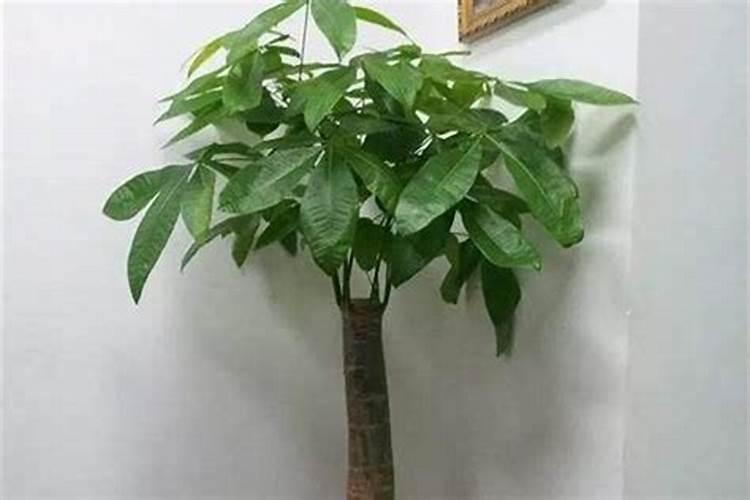 招财树怎么养