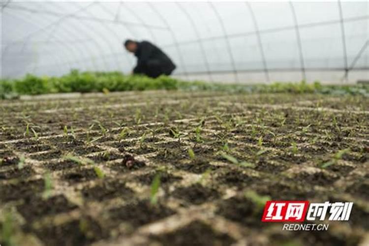 早春大棚豇豆是初花期还是盛花期能喷芸苔素内酯？
