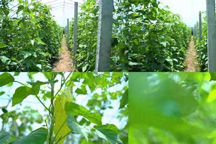 大棚豇豆温度多少度适合？