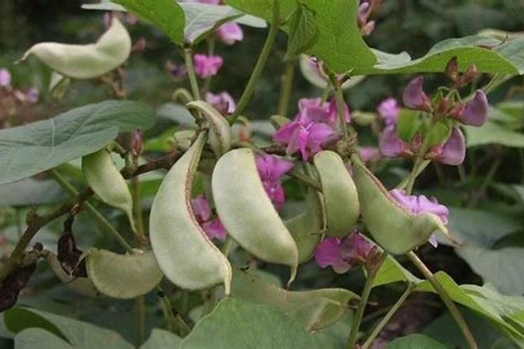 扁豆种植管理技巧 扁豆怎么管理水肥