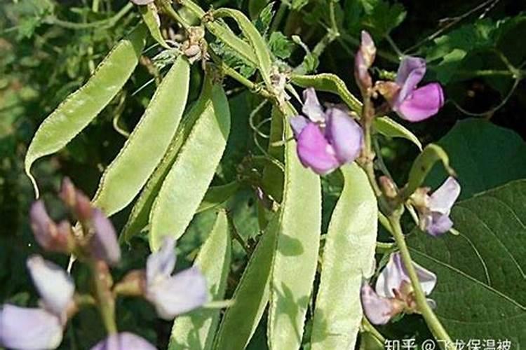 扁豆的养殖方法和注意事项(扁豆最好的肥料是什么？)