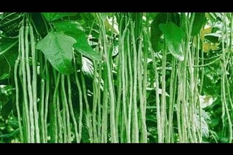 想要大面积种植豆角,豆角的水肥管理技术要点有哪些？