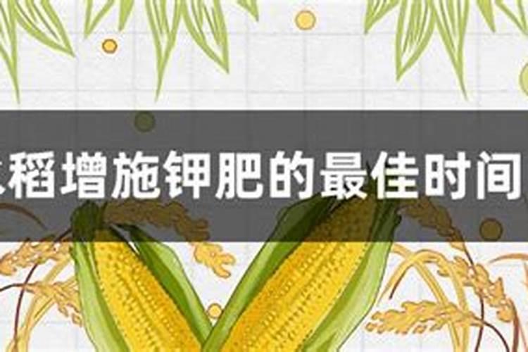 水稻种植钾肥的施用方法是什么？