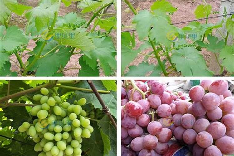 葡萄落花后用什么含量的肥料好