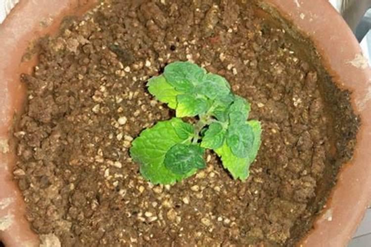 市面上有的硅肥怎么那么便宜呢是什么原因呢