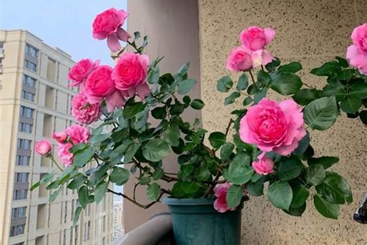 月季花这样施肥,开得更艳