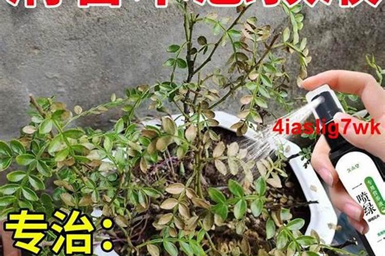 柠檬树的殖方法和注意事项