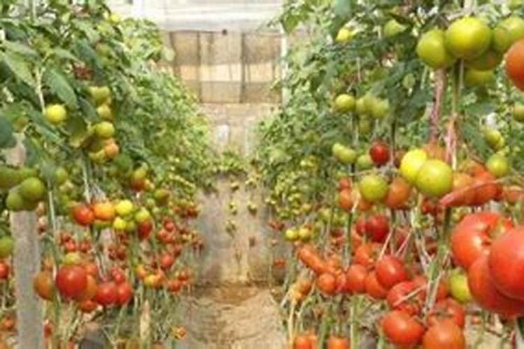 西红柿开花结果期怎么施肥和管理