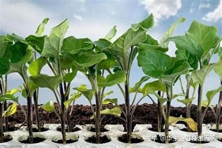 油菜施什么肥料最好