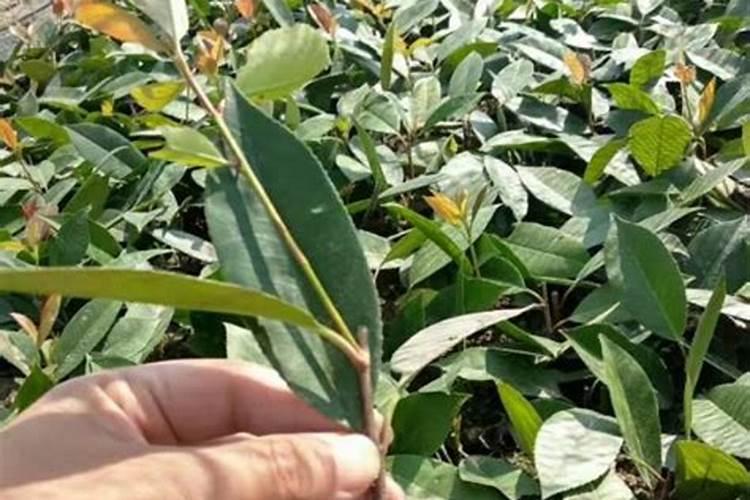 红叶石楠怎样种植成活率高