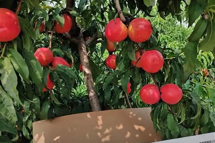 郑三油桃秋季施肥？