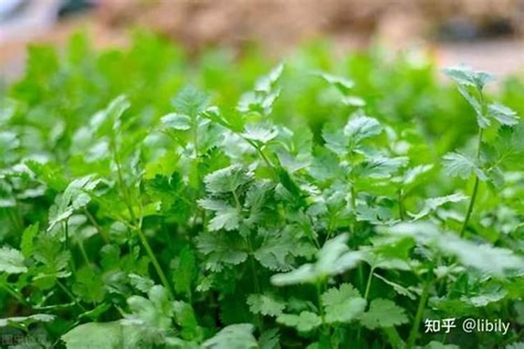 自家种蔬菜一般用什么肥料