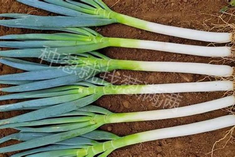 种植大葱什么时候施肥效果好？大葱在什么时期就要施肥呢？