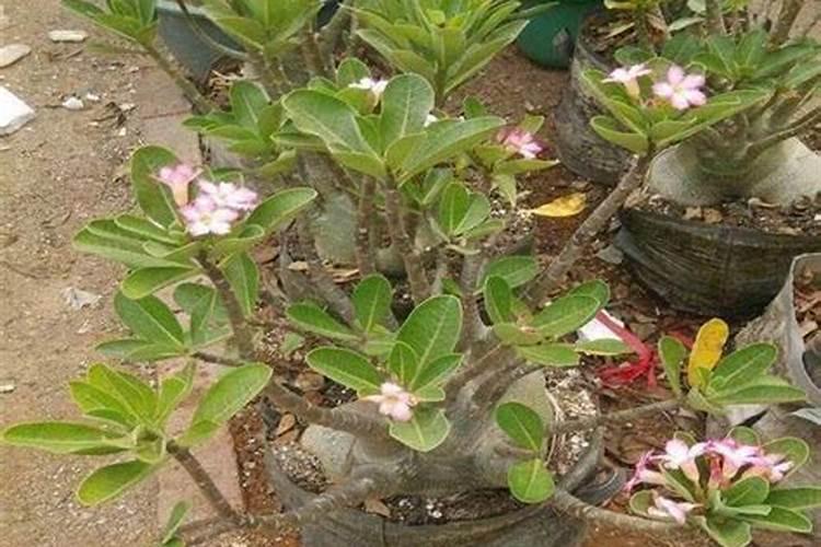 秦皇岛深海鱼油是真的吗？