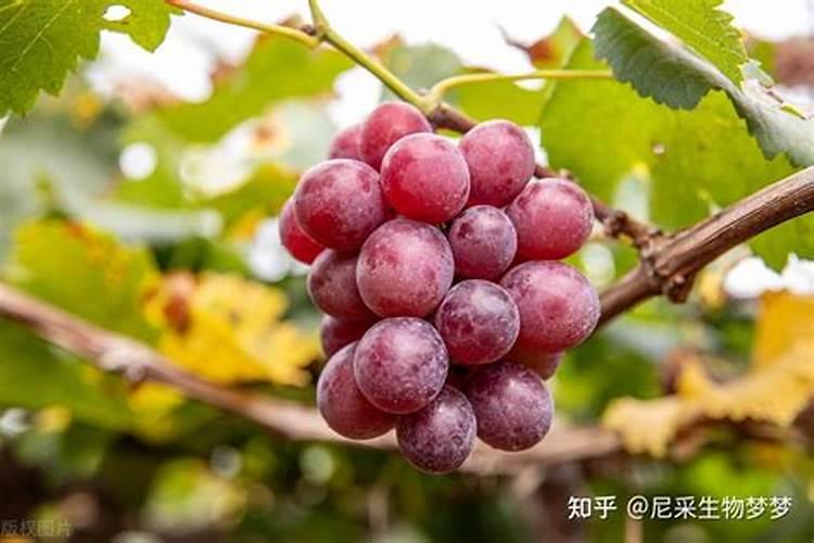 葡萄上怎么用芸苔素