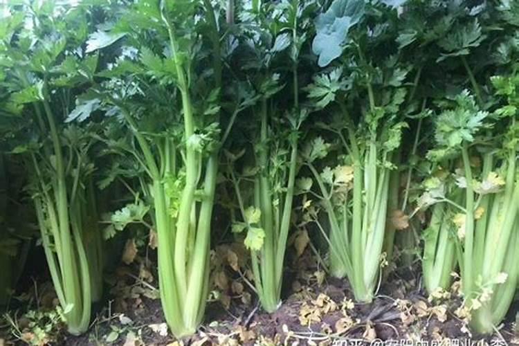 芹菜能施复合肥吗