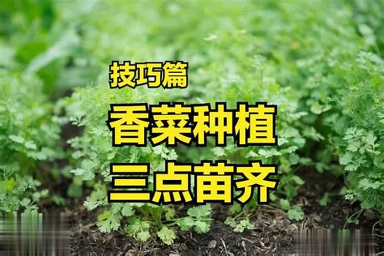 什么肥料可以让树木快速生长可以让树木快速生长分肥料有什么呢