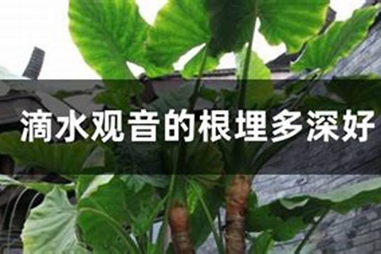 滴水观音用什么肥料最好