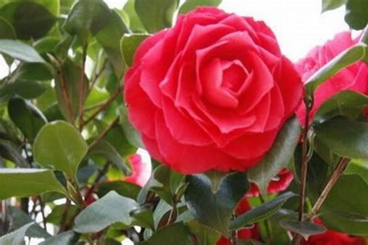 茶花如何施肥长得好
